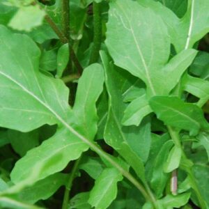 Rocket Cultivated Salad