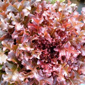 Lettuce Salad Bowl Red