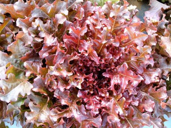 Lettuce Salad Bowl Red