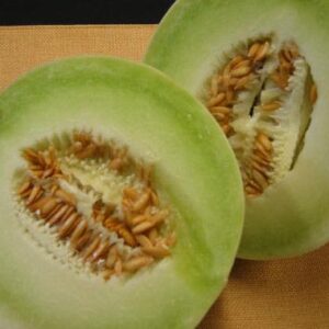 Melon Honeydew