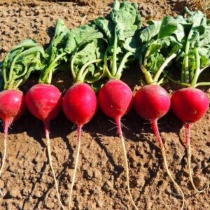 Radish Crimson Giant