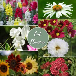 Cut Flower Gift Box