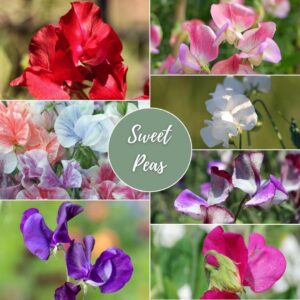 Sweet Pea Gift Box