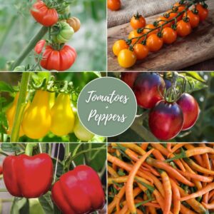 Tomato & Pepper Gift Box