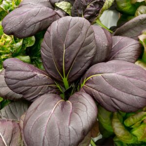 Cabbage Pak Choi Ruby F1