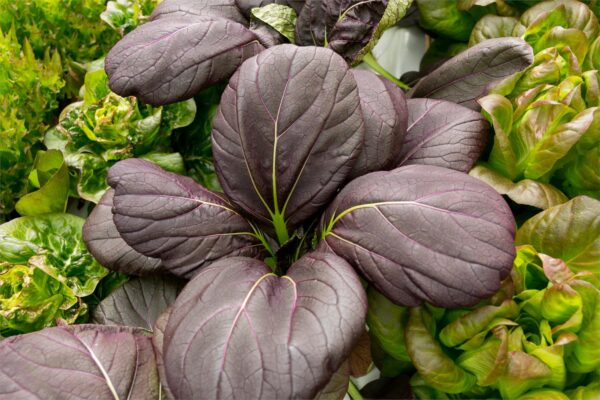 Cabbage Pak Choi Ruby F1