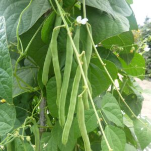 Climbing French Bean Blue Lake