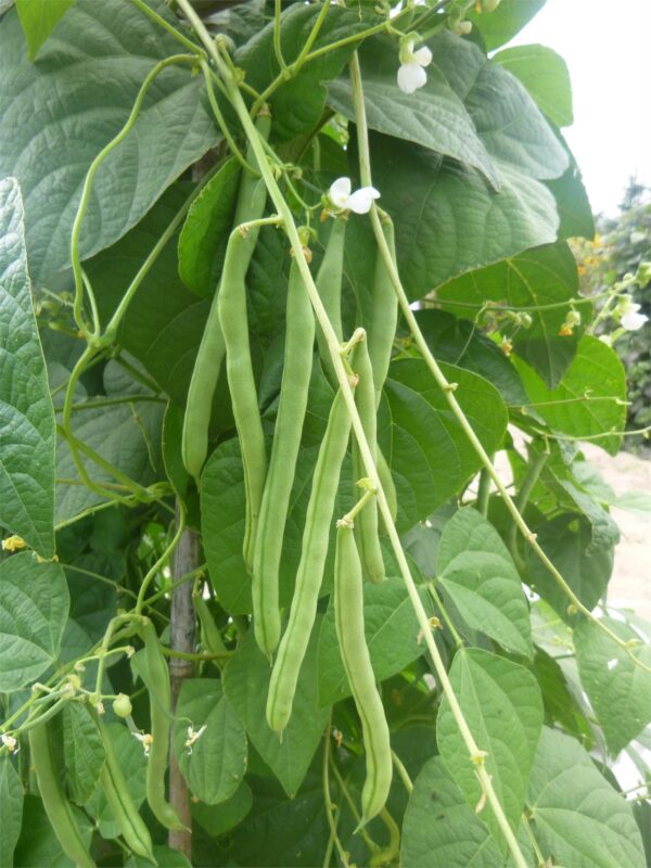 Climbing French Bean Blue Lake