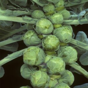 Brussel Sprouts Darkmar 21