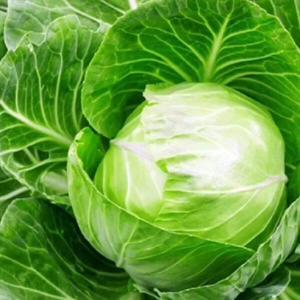 Vegetable CABBAGE - EARLIEST OF ALL