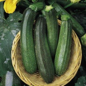 Courgette Green Bush
