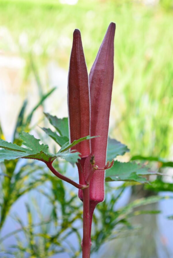 Okra Burgundy - Image 2