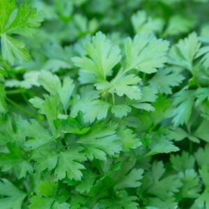 Parsley Italian Giant Flat