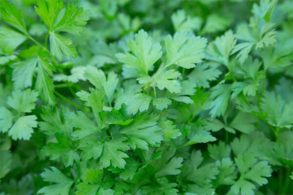 Parsley Italian Giant Flat