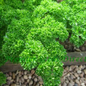 Parsley Triple Moss Curled