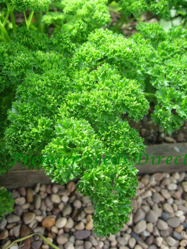 Parsley Triple Moss Curled