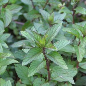 Peppermint Mentha Piperata