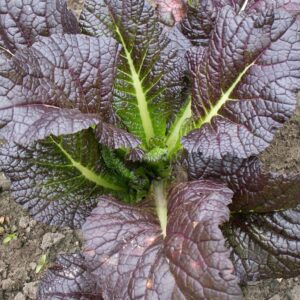 Mustard Red Giant