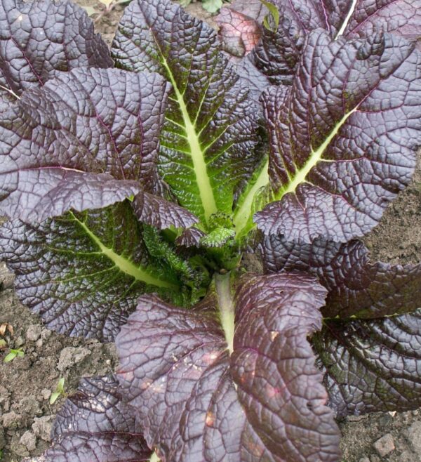 Mustard Red Giant