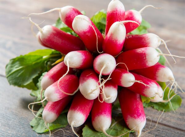 Radish French Breakfast 2