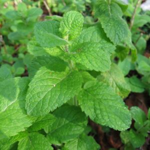 Mint Egyptian Round Leaf