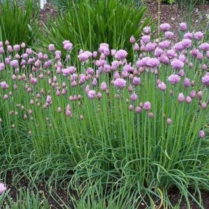 Chives Cipollina