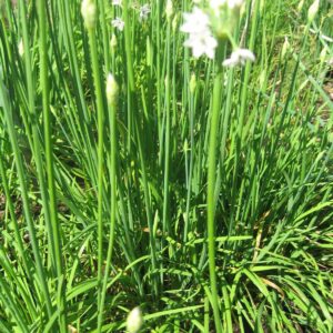 Garlic Chinese Chives