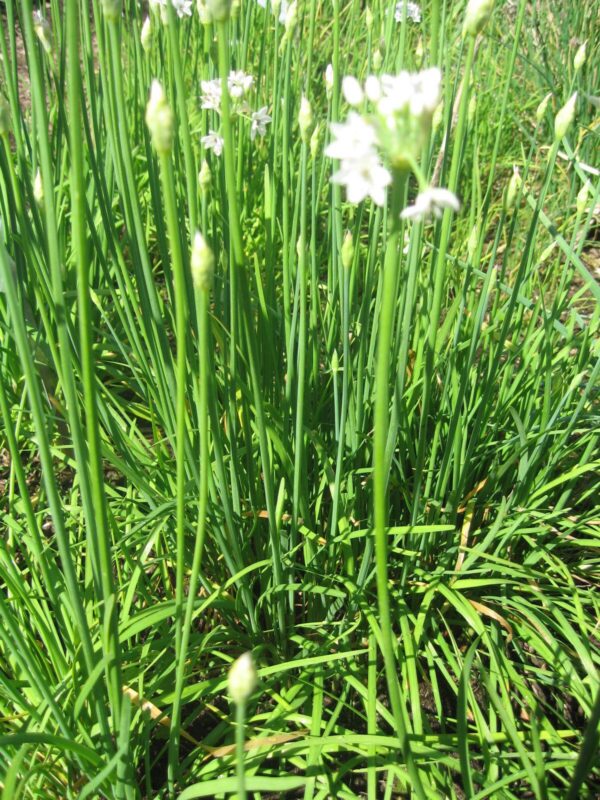Garlic Chinese Chives