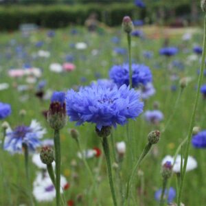 Cornflower Centaurea Cyanus Blue Boy