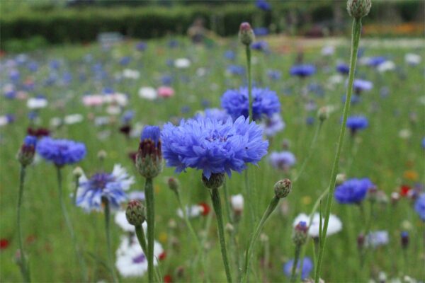 Cornflower Centaurea Cyanus Blue Boy