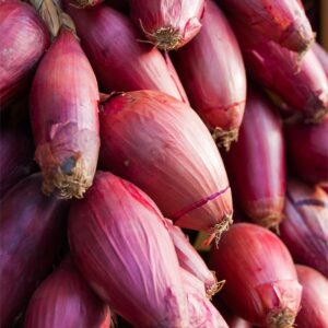 Organic Onion Long Red Florence