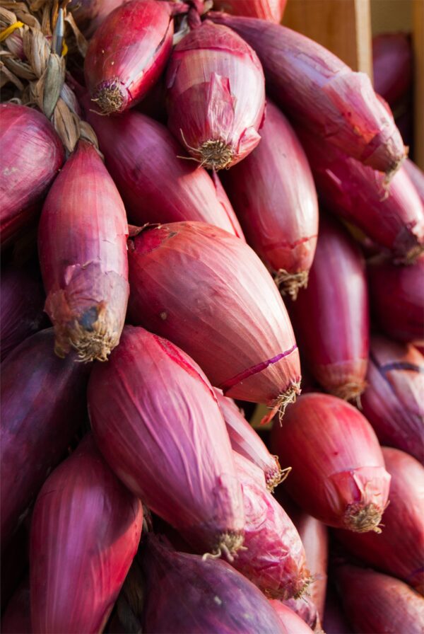 Organic Onion Long Red Florence