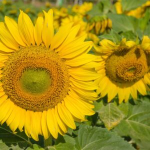Sunflower Yellow PYGMY