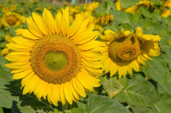 Sunflower Yellow PYGMY