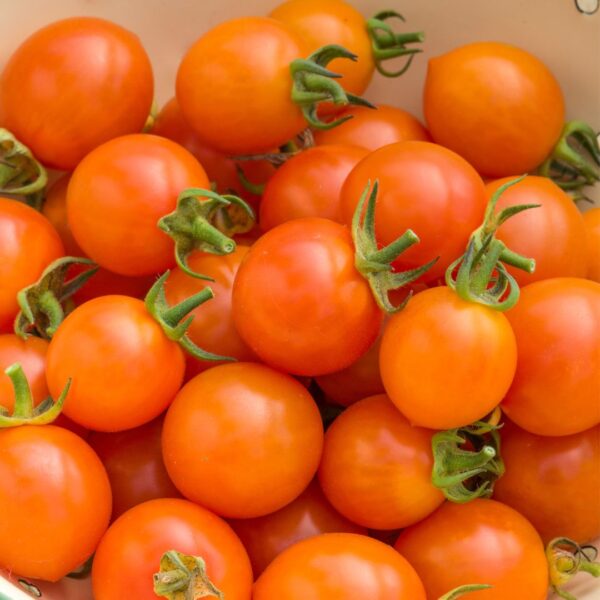 Tomato Orangeto F1 - Image 2