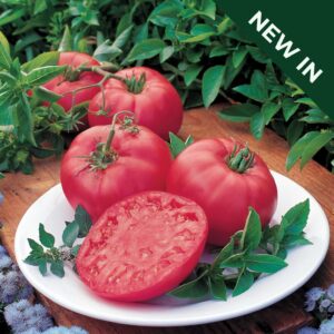 Tomato Brandy Boy F1