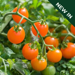 Tomato Orangeto F1