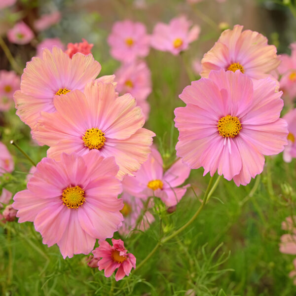 Cosmos - Bipinnatus Apricotta - Image 3