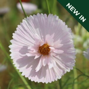 Cosmos - Bipinnatus Cupcakes Blush