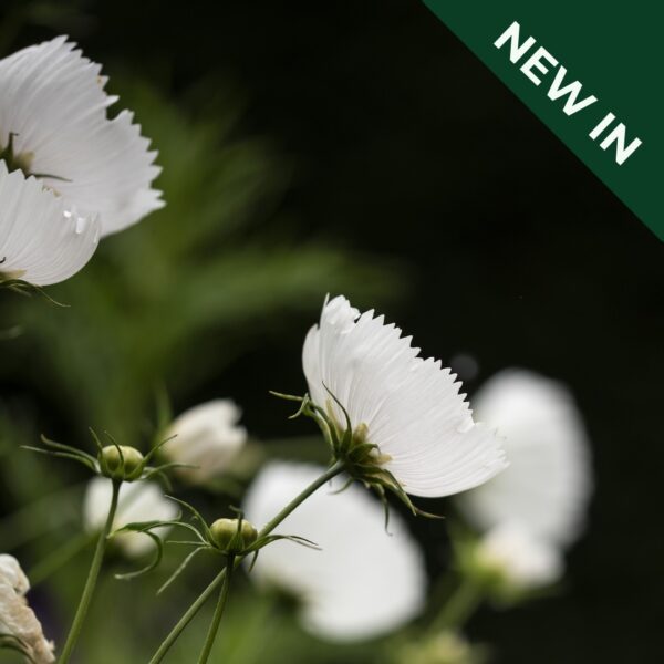 Cosmos - Bipinnatus Cupcakes White