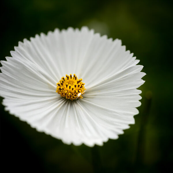 Cosmos - Bipinnatus Cupcakes White - Image 2