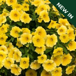 Petchoa - Caliburst Yellow Pelleted Seeds