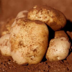 Seed Potatoes