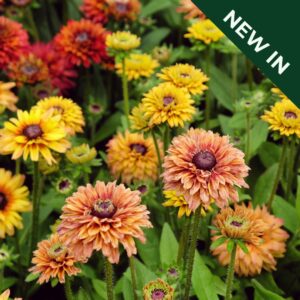 Rudbeckia Hirta - Sahara