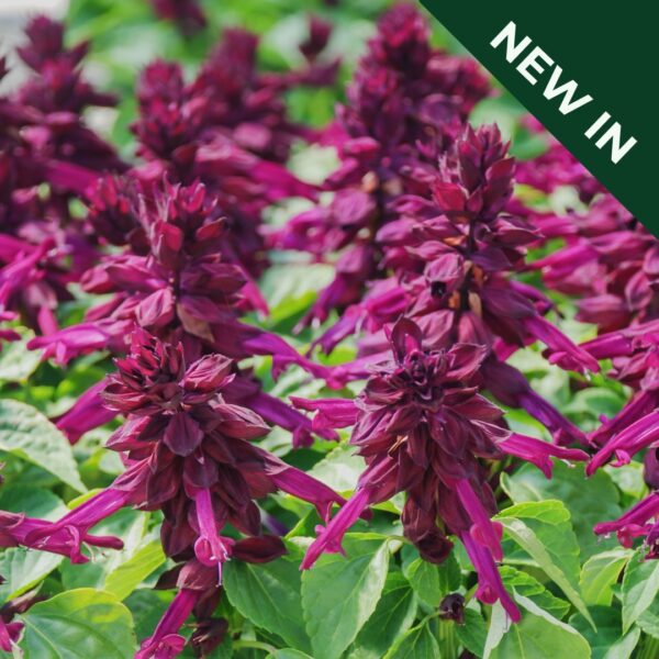 Salvia - Dwarf Purple