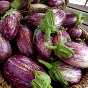 Aubergine Listada De Gandia
