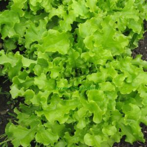 Lettuce Salad Bowl Green