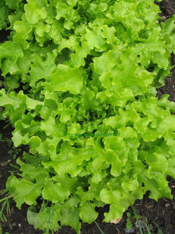 Lettuce Salad Bowl Green