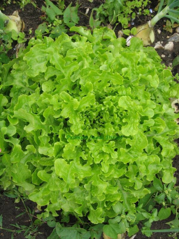 Lettuce Salad Bowl Green - Image 2