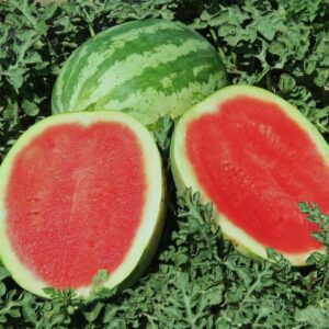 Water Melon Crimson Sweet